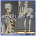 PNT-0101h 180cm Skeleton Modell-Art und medizinische Wissenschaft Thema